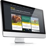 Things to Look for when choosing WordPress Theme